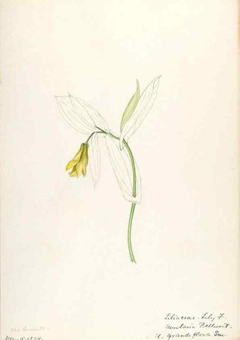 Reproducción/Reproduction 48787775066: [Water-color sketches of plants of North America and Europe]. . 