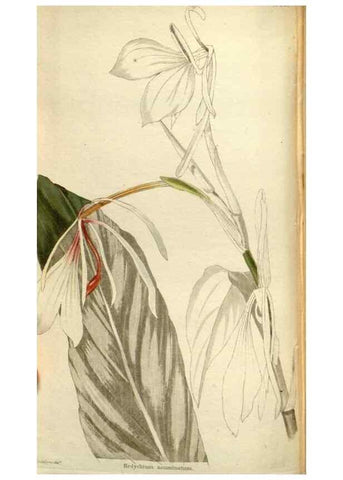 Reproducción/Reproduction 48787446486: The botanical cabinet. London :John & Arthur Arch ...,1817-1833.. 