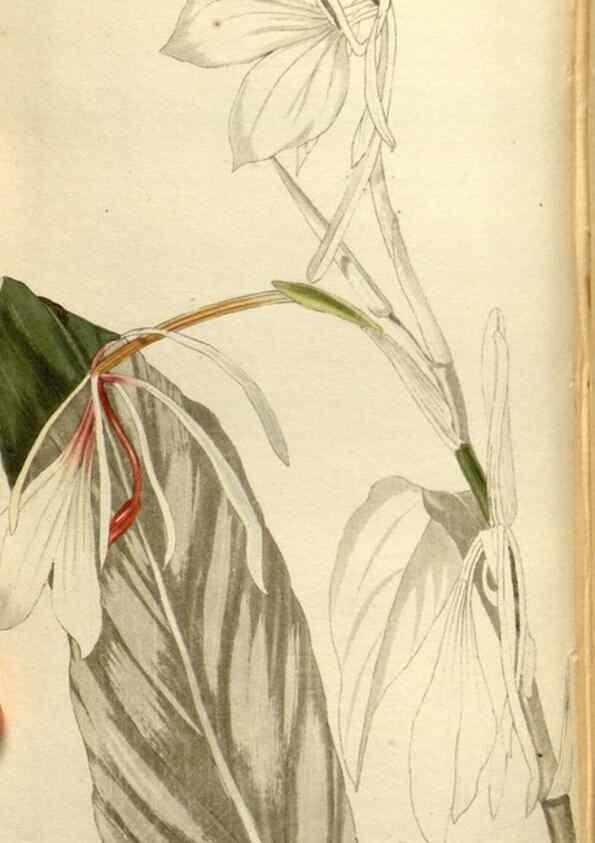 Reproducción/Reproduction 48787446486: The botanical cabinet. London :John & Arthur Arch ...,1817-1833.. 