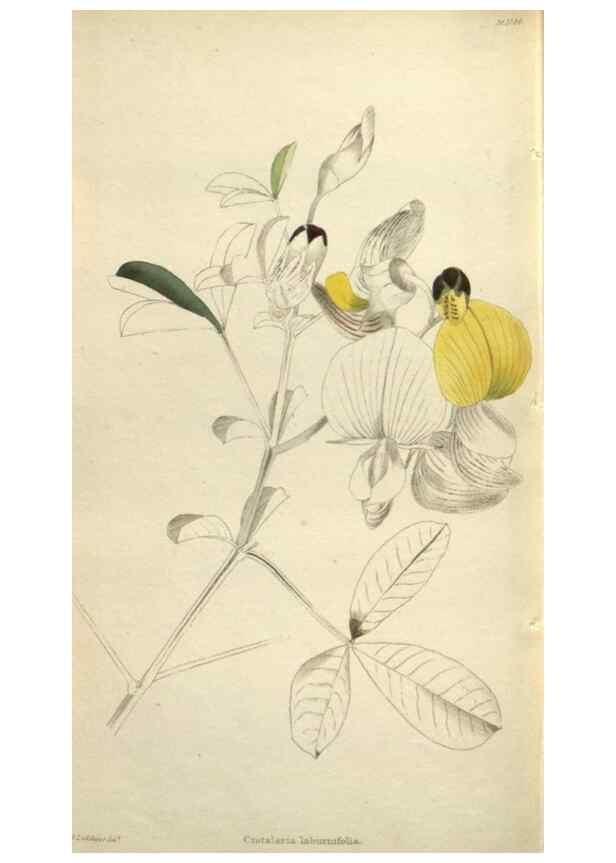 Reproducción/Reproduction 48787446846: The botanical cabinet. London :John & Arthur Arch ...,1817-1833.. 