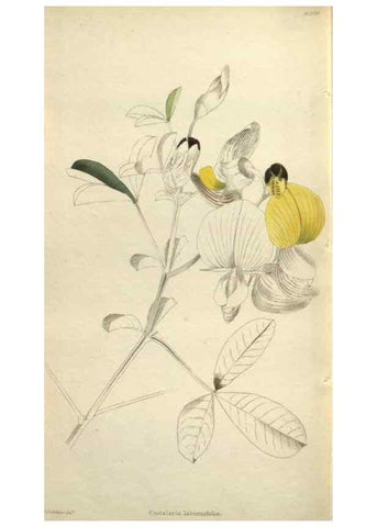 Reproducción/Reproduction 48787446846: The botanical cabinet. London :John & Arthur Arch ...,1817-1833.. 