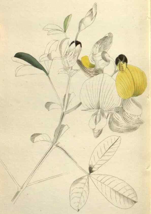 Reproducción/Reproduction 48787446846: The botanical cabinet. London :John & Arthur Arch ...,1817-1833.. 