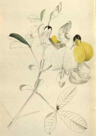 Reproducción/Reproduction 48787446846: The botanical cabinet. London :John & Arthur Arch ...,1817-1833.. 
