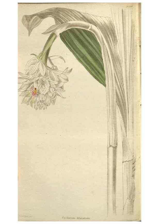 Reproducción/Reproduction 48787086753: The botanical cabinet. London :John & Arthur Arch ...,1817-1833.. 
