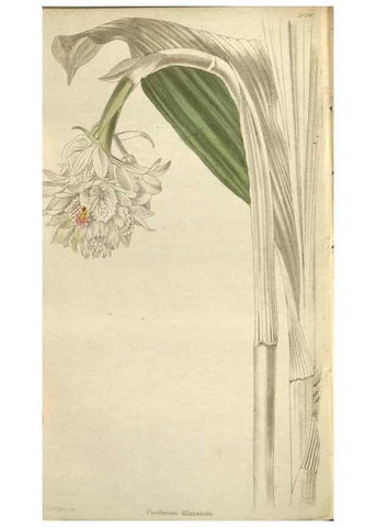 Reproducción/Reproduction 48787086753: The botanical cabinet. London :John & Arthur Arch ...,1817-1833.. 