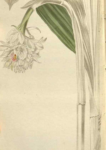 Reproducción/Reproduction 48787086753: The botanical cabinet. London :John & Arthur Arch ...,1817-1833.. 