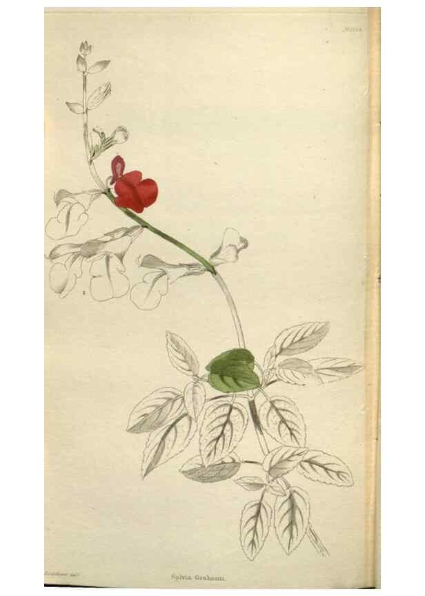 Reproducción/Reproduction 48787087083: The botanical cabinet. London :John & Arthur Arch ...,1817-1833.. 