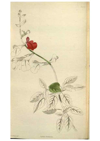 Reproducción/Reproduction 48787087083: The botanical cabinet. London :John & Arthur Arch ...,1817-1833.. 
