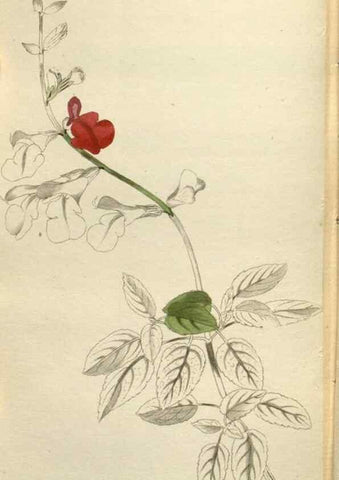 Reproducción/Reproduction 48787087083: The botanical cabinet. London :John & Arthur Arch ...,1817-1833.. 