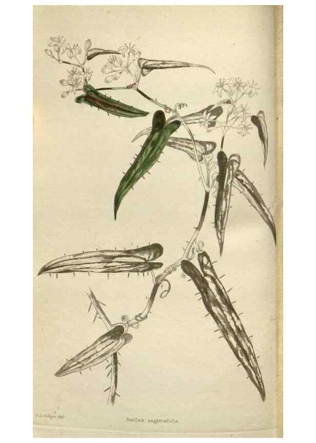 Reproducción/Reproduction 48787087358: The botanical cabinet. London :John & Arthur Arch ...,1817-1833.. 