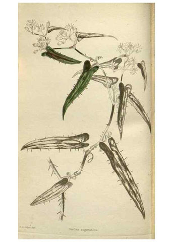 Reproducción/Reproduction 48787087358: The botanical cabinet. London :John & Arthur Arch ...,1817-1833.. 