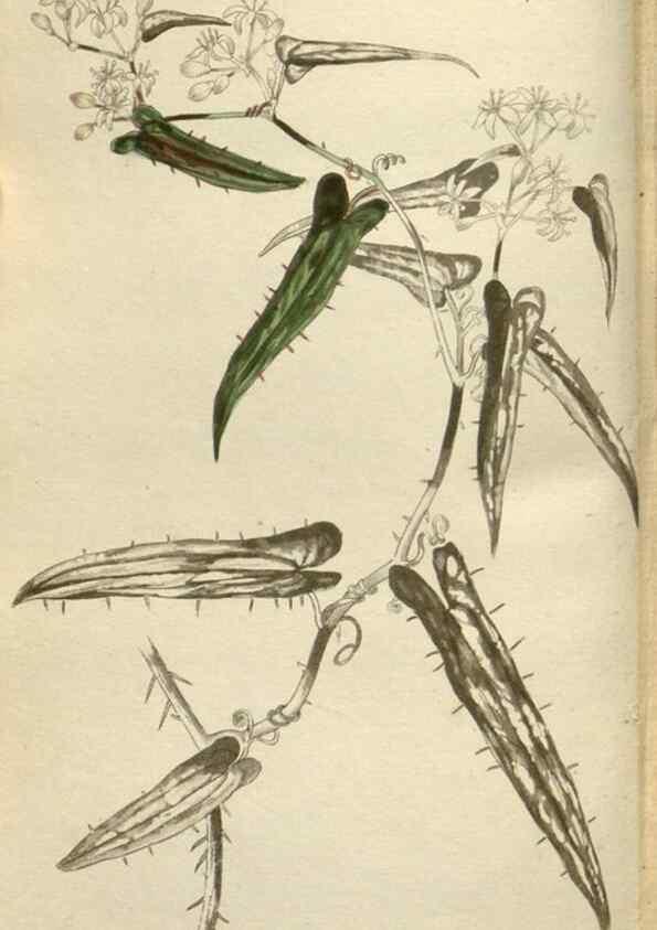 Reproducción/Reproduction 48787087358: The botanical cabinet. London :John & Arthur Arch ...,1817-1833.. 