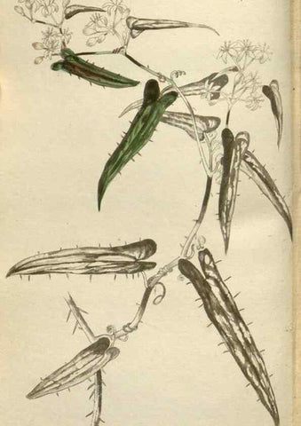 Reproducción/Reproduction 48787087358: The botanical cabinet. London :John & Arthur Arch ...,1817-1833.. 