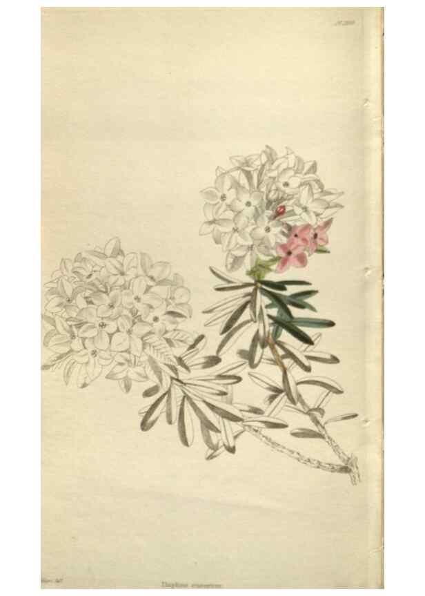 Reproducción/Reproduction 48787447966: The botanical cabinet. London :John & Arthur Arch ...,1817-1833.. 