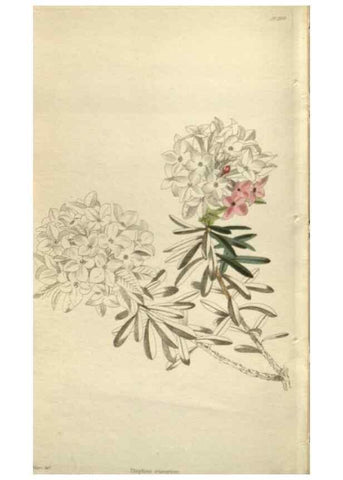 Reproducción/Reproduction 48787447966: The botanical cabinet. London :John & Arthur Arch ...,1817-1833.. 