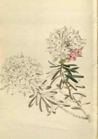 Reproducción/Reproduction 48787447966: The botanical cabinet. London :John & Arthur Arch ...,1817-1833.. 