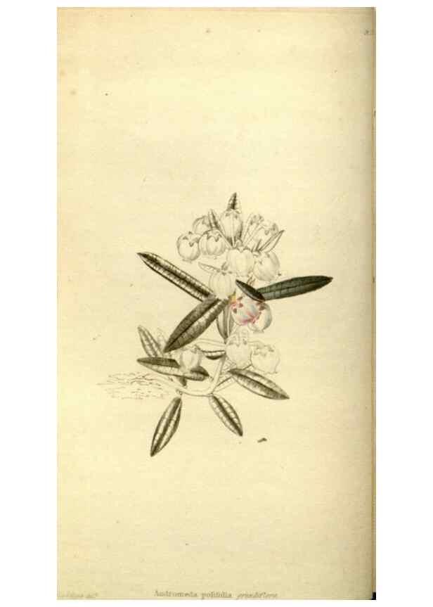 Reproducción/Reproduction 48787451291: The botanical cabinet. London :John & Arthur Arch ...,1817-1833.. 