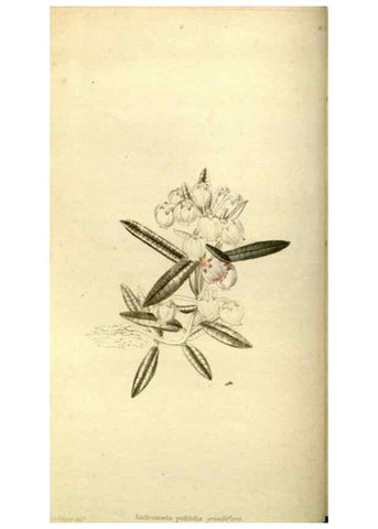 Reproducción/Reproduction 48787451291: The botanical cabinet. London :John & Arthur Arch ...,1817-1833.. 