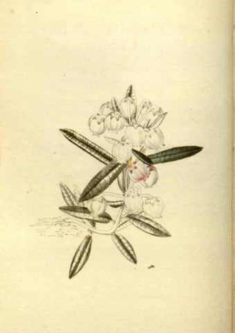 Reproducción/Reproduction 48787451291: The botanical cabinet. London :John & Arthur Arch ...,1817-1833.. 