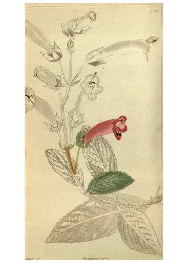 Reproducción/Reproduction 48787645802: The botanical cabinet. London :John & Arthur Arch ...,1817-1833.. 