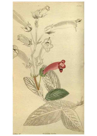 Reproducción/Reproduction 48787645802: The botanical cabinet. London :John & Arthur Arch ...,1817-1833.. 