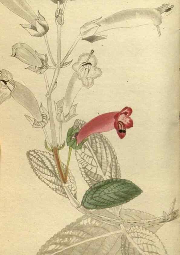 Reproducción/Reproduction 48787645802: The botanical cabinet. London :John & Arthur Arch ...,1817-1833.. 