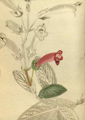 Reproducción/Reproduction 48787645802: The botanical cabinet. London :John & Arthur Arch ...,1817-1833.. 