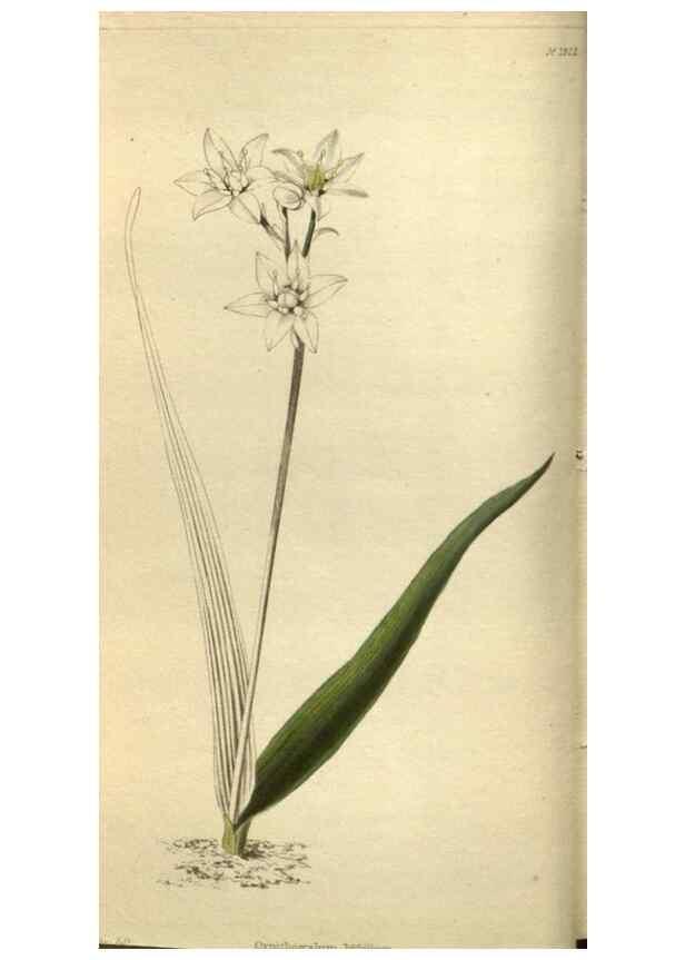 Reproducción/Reproduction 48787646022: The botanical cabinet. London :John & Arthur Arch ...,1817-1833.. 