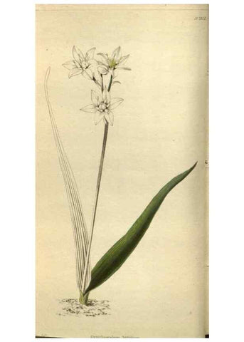 Reproducción/Reproduction 48787646022: The botanical cabinet. London :John & Arthur Arch ...,1817-1833.. 