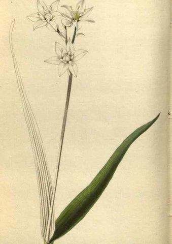 Reproducción/Reproduction 48787646022: The botanical cabinet. London :John & Arthur Arch ...,1817-1833.. 