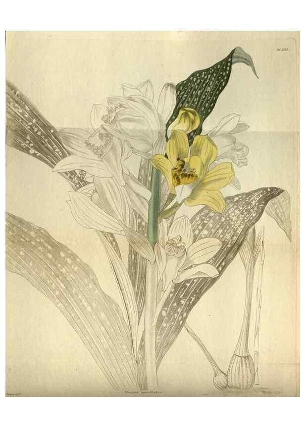 Reproducción/Reproduction 48787493126: The botanical cabinet. London :John & Arthur Arch ...,1817-1833.. 