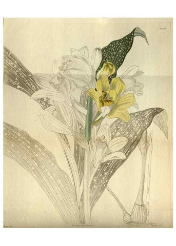 Reproducción/Reproduction 48787493126: The botanical cabinet. London :John & Arthur Arch ...,1817-1833.. 