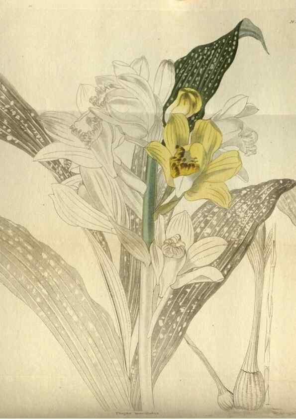 Reproducción/Reproduction 48787493126: The botanical cabinet. London :John & Arthur Arch ...,1817-1833.. 