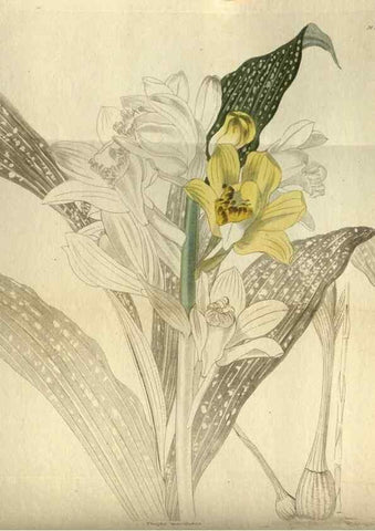 Reproducción/Reproduction 48787493126: The botanical cabinet. London :John & Arthur Arch ...,1817-1833.. 