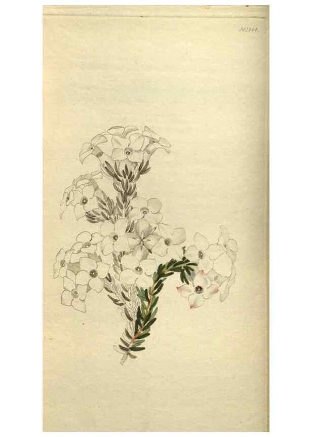 Reproducción/Reproduction 48787646442: The botanical cabinet. London :John & Arthur Arch ...,1817-1833.. 
