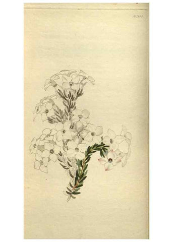 Reproducción/Reproduction 48787646442: The botanical cabinet. London :John & Arthur Arch ...,1817-1833.. 