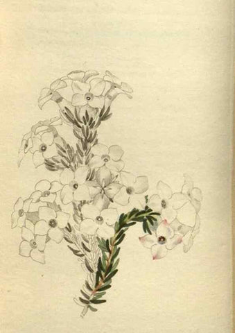 Reproducción/Reproduction 48787646442: The botanical cabinet. London :John & Arthur Arch ...,1817-1833.. 