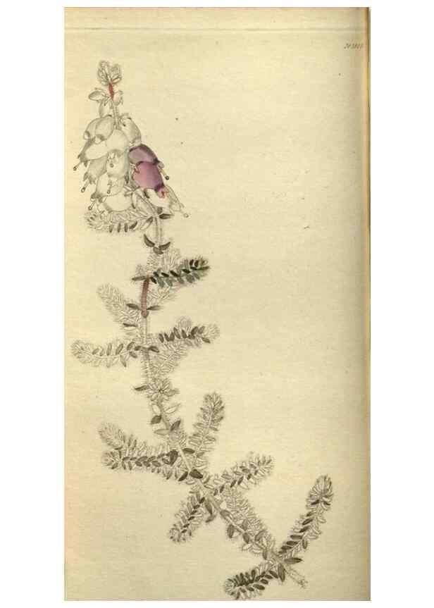Reproducción/Reproduction 48787493591: The botanical cabinet. London :John & Arthur Arch ...,1817-1833.. 