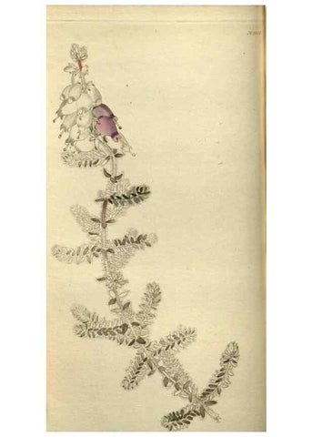 Reproducción/Reproduction 48787493591: The botanical cabinet. London :John & Arthur Arch ...,1817-1833.. 