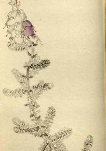 Reproducción/Reproduction 48787493591: The botanical cabinet. London :John & Arthur Arch ...,1817-1833.. 