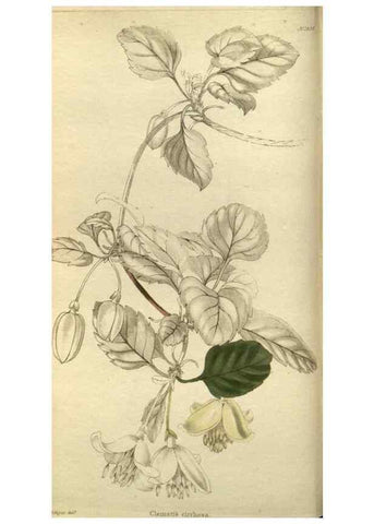 Reproducción/Reproduction 48787646862: The botanical cabinet. London :John & Arthur Arch ...,1817-1833.. 