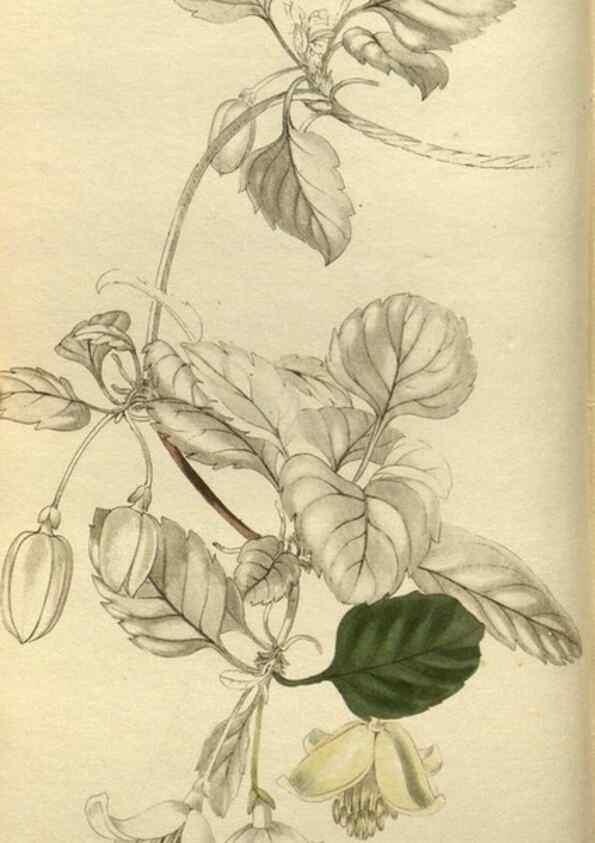 Reproducción/Reproduction 48787646862: The botanical cabinet. London :John & Arthur Arch ...,1817-1833.. 