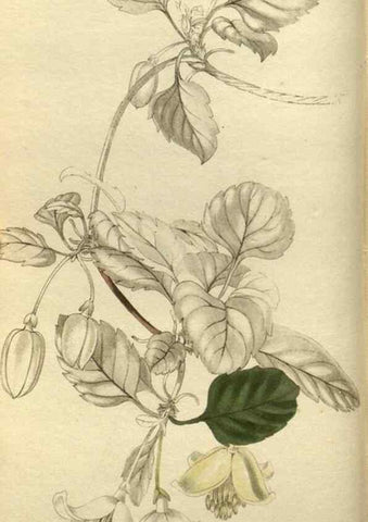 Reproducción/Reproduction 48787646862: The botanical cabinet. London :John & Arthur Arch ...,1817-1833.. 