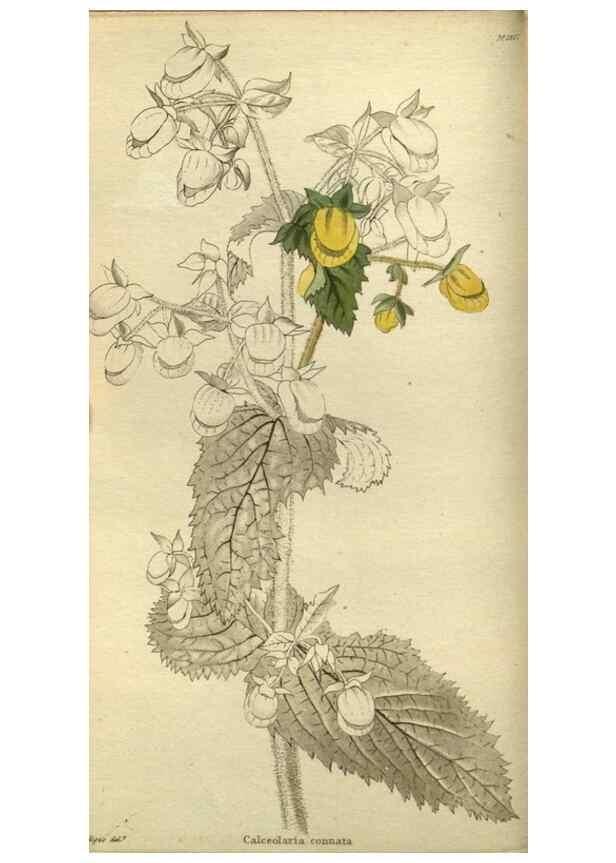 Reproducción/Reproduction 48787133428: The botanical cabinet. London :John & Arthur Arch ...,1817-1833.. 