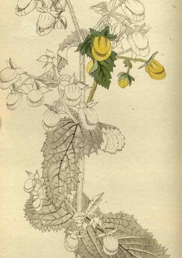 Reproducción/Reproduction 48787133428: The botanical cabinet. London :John & Arthur Arch ...,1817-1833.. 
