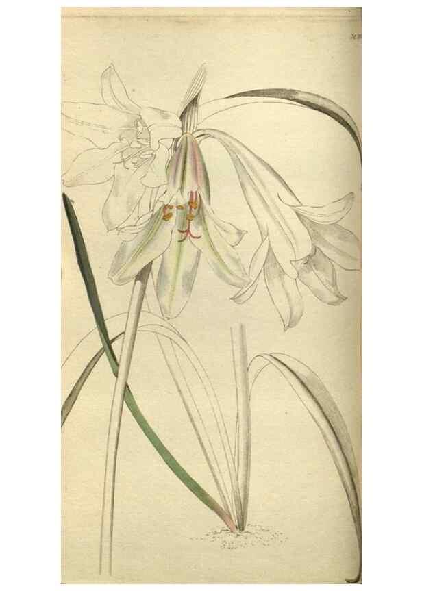 Reproducción/Reproduction 48787133778: The botanical cabinet. London :John & Arthur Arch ...,1817-1833.. 