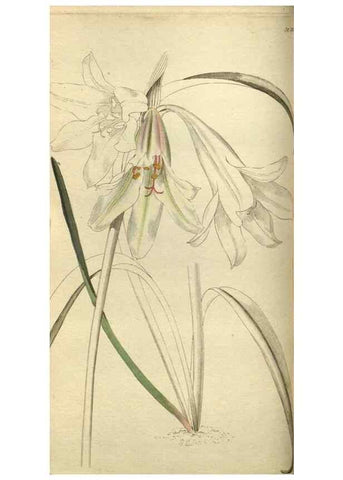 Reproducción/Reproduction 48787133778: The botanical cabinet. London :John & Arthur Arch ...,1817-1833.. 