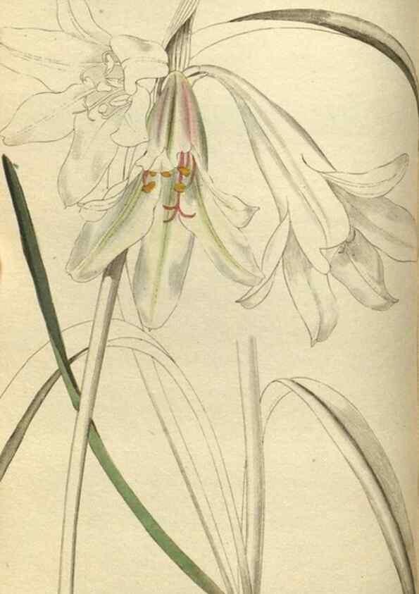 Reproducción/Reproduction 48787133778: The botanical cabinet. London :John & Arthur Arch ...,1817-1833.. 