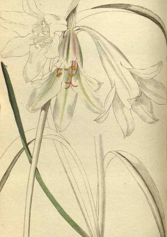 Reproducción/Reproduction 48787133778: The botanical cabinet. London :John & Arthur Arch ...,1817-1833.. 