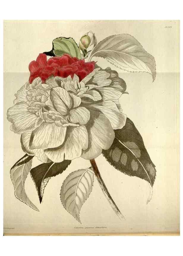 Reproducción/Reproduction 48787085693: The botanical cabinet. London :John & Arthur Arch ...,1817-1833.. 